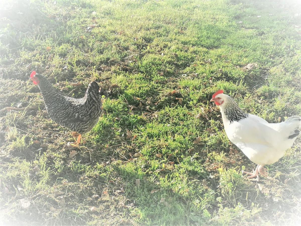 לינה וארוחת בוקר Guillac  Domaine De Gaia, Piscine, Petanque, Ping Pong, Proche Saint-Emilion מראה חיצוני תמונה